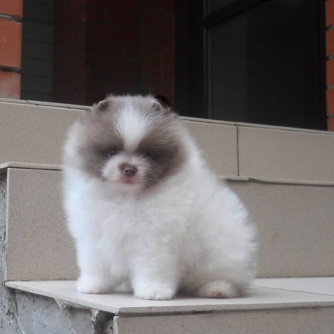 Pomeranian Puppies - Updated On All Shots Available For Rehoming Image eClassifieds4u