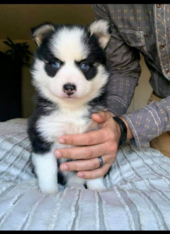 Pomsky Puppies - Updated On All Shots Available For Rehoming Image eClassifieds4u