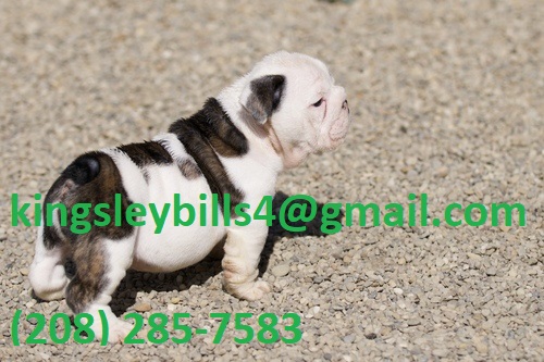 English Bulldog Ace in the Hole multi/ International champion. Image eClassifieds4u
