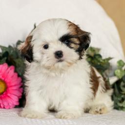 Joyful Shih Tzu Puppies male and female puppies for adoption Image eClassifieds4u