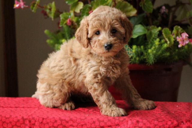 ￼Sweet Golden-doodle Pups For Sale💕￼Email at ⇛⇛ [brookthomas490@gmail.com] Image eClassifieds4u