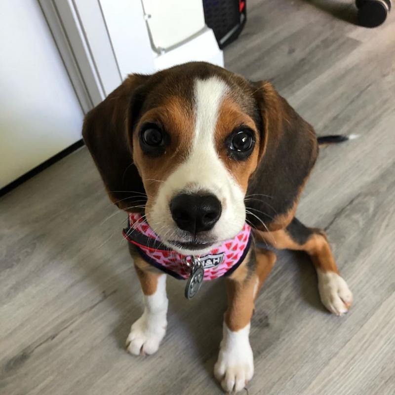 Wonderful Sweet Beagle Puppies male and female puppies Email brookthomas490@gmail.com Image eClassifieds4u