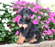 ♥‿♥ ✿Ckc Doberman Pinscher Pups 💕Delivery possible🌎