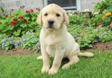 Labrador Retriever pups for sale💕Delivery possible🌎.Email brookthomas490@gmail.com