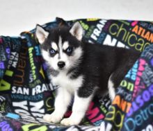 Male and Female Siberian Husky Puppies $600