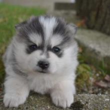 *POMSKY PUPPIES-READY FOR NEW HOMES**￼]💕Delivery