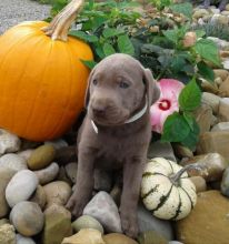 Two Lovely Labrador retriever puppies available 💕Delivery possible🌎