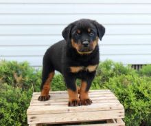 Adorable Rottweiler Pups Available Email at ⇛⇛[brookthomas490@gmail.com]