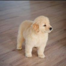 Affectionate Golden Retriever Puppies For Adoption