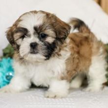 Affectionate shih tzu puppies💕Delivery possible🌎 Email brookthomas490@gmail.com
