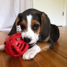 Beautiful Beagle puppies available