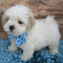 Beautiful Maltipoo puppies Available