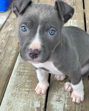Cute Lovely Blue Nose Pitbull Puppies Male and Female💕Delivery possible🌎✿✿