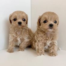 Cute Maltipoo Puppies Are Ready For Rehoming