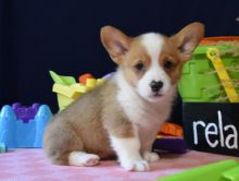 Gorgeous males and females Pembroke Welsh Corgi puppies \