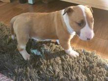 Happy English Bull Terrier Puppies For Adoption