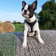 Healthy Boston Terrier Puppies Available Now