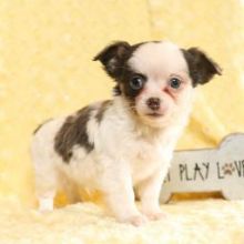 Healthy Chihuahua pups ready for new homes￼Email at ⇛⇛[brookthomas490@gmail.com]💕