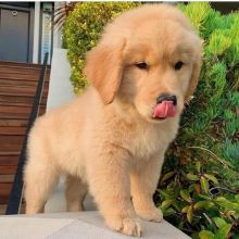 Male and female Golden Retriever puppies available
