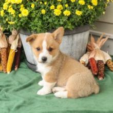 Male and Female Pembroke Welsh Corgi Puppies💕Delivery possible🌎