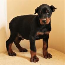 Miniature doberman pinscher puppies ready￼￼Email at ⇛⇛[brookthomas490@gmail.com]