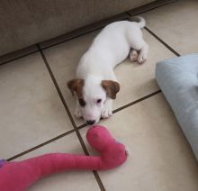 MINIATURE JACK RUSSELL TERRIER PUPPIES