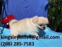 Pekingese Benji is a wonderful little guy,