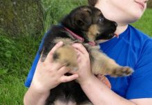 Registered German Shepherd puppies available