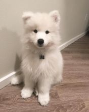 Snow white Samoyed Puppies available💕Delivery possible