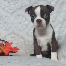 Top quality Male and Female Boston Terrier puppies