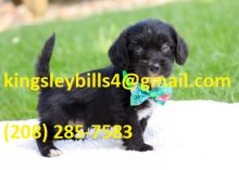 Yorki Poo He is a super cute little guy with an outgoing,