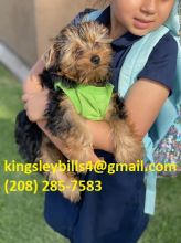 Yorkie Apso Champion mating Sweet