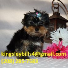 Yorkshire Terrier Boo has pretty teddy bear face with large eyes and short nose.