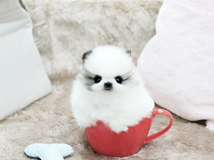 Adorable Pomeranian puppies💕 Delivery possible🌎 Image eClassifieds4u