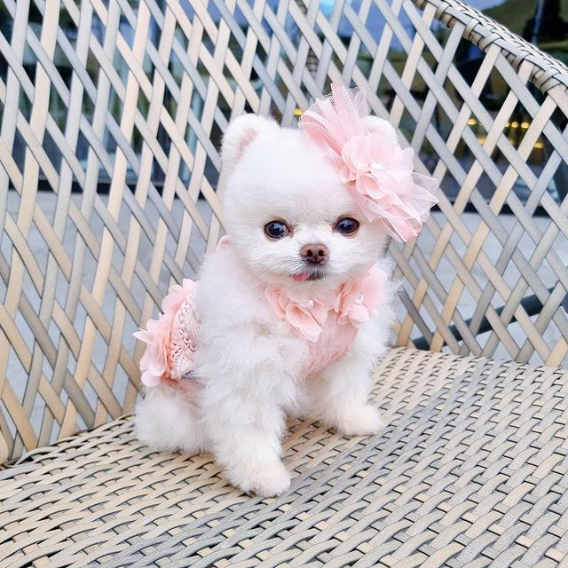 Adorable Pomeranian Puppies For Adoption Image eClassifieds4u