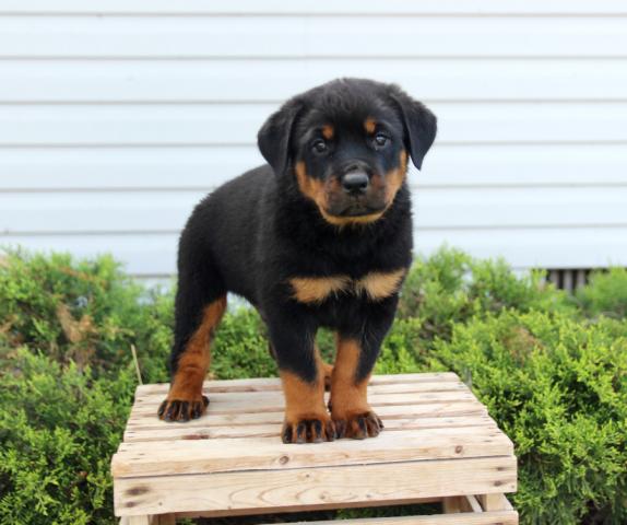 Adorable Rottweiler Pups Available Email at ⇛⇛[brookthomas490@gmail.com] Image eClassifieds4u