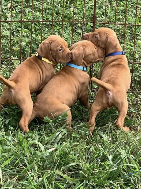 Beautiful Vizsla Puppies💕Delivery possible🌎 Image eClassifieds4u