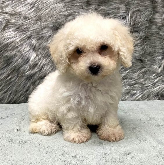 Charistmatic CKC Reg Maltipoo Puppies For Adoption Image eClassifieds4u