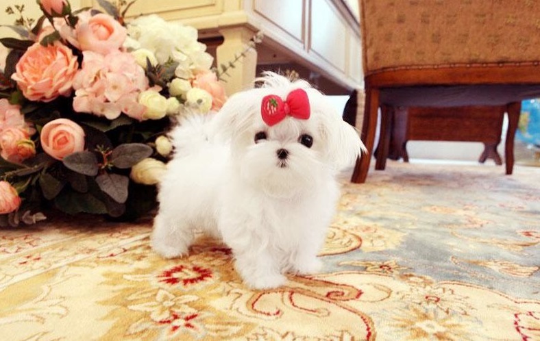 Cute Maltese puppies ready💕Delivery possible🌎 Email at ⇛⇛[brookthomas490@gmail.com] Image eClassifieds4u