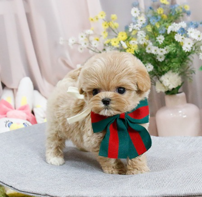 Cute Maltipoo puppies Image eClassifieds4u