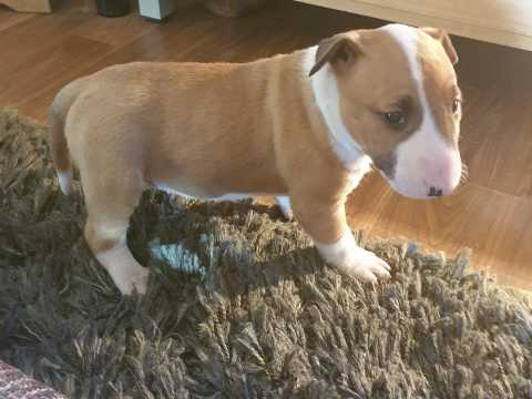 Happy English Bull Terrier Puppies For Adoption Image eClassifieds4u