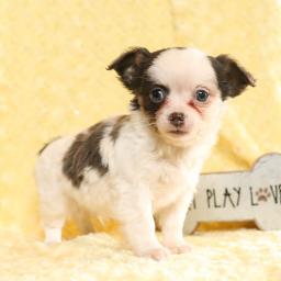 Healthy Chihuahua pups ready for new homes￼Email at ⇛⇛[brookthomas490@gmail.com]💕 Image eClassifieds4u