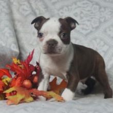 C.K.C MALE AND FEMALE BOSTON TERRIER PUPPIES AVAILABLE💕Delivery possible🌎 Image eClassifieds4U
