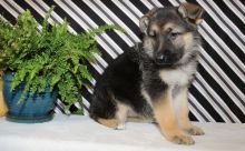 ￼CKC Quality German Shepherd puppies for sale￼💕Delivery possible🌎 Image eClassifieds4U
