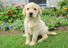 Labrador Retriever pups for sale💕Delivery possible🌎.Email brookthomas490@gmail.com Image eClassifieds4U