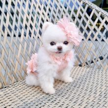 Adorable Pomeranian Puppies For Adoption Image eClassifieds4U