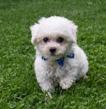 Affectionate Bichon Frise Puppies For Adoption Image eClassifieds4u 1