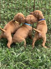 Beautiful Vizsla Puppies💕Delivery possible🌎 Image eClassifieds4U