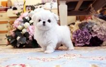 Cute Maltese puppies ready💕Delivery possible🌎 Email at ⇛⇛[brookthomas490@gmail.com] Image eClassifieds4u 1