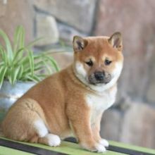 Cute Shiba Inu Puppies✿💕Delivery possible🌎 Image eClassifieds4U